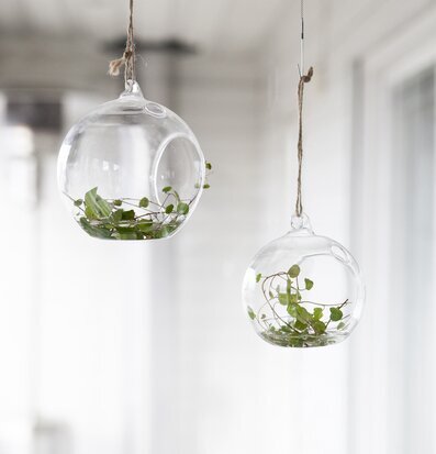 Ekhagen Glasboll Hängande Stor från Storefactory med växter