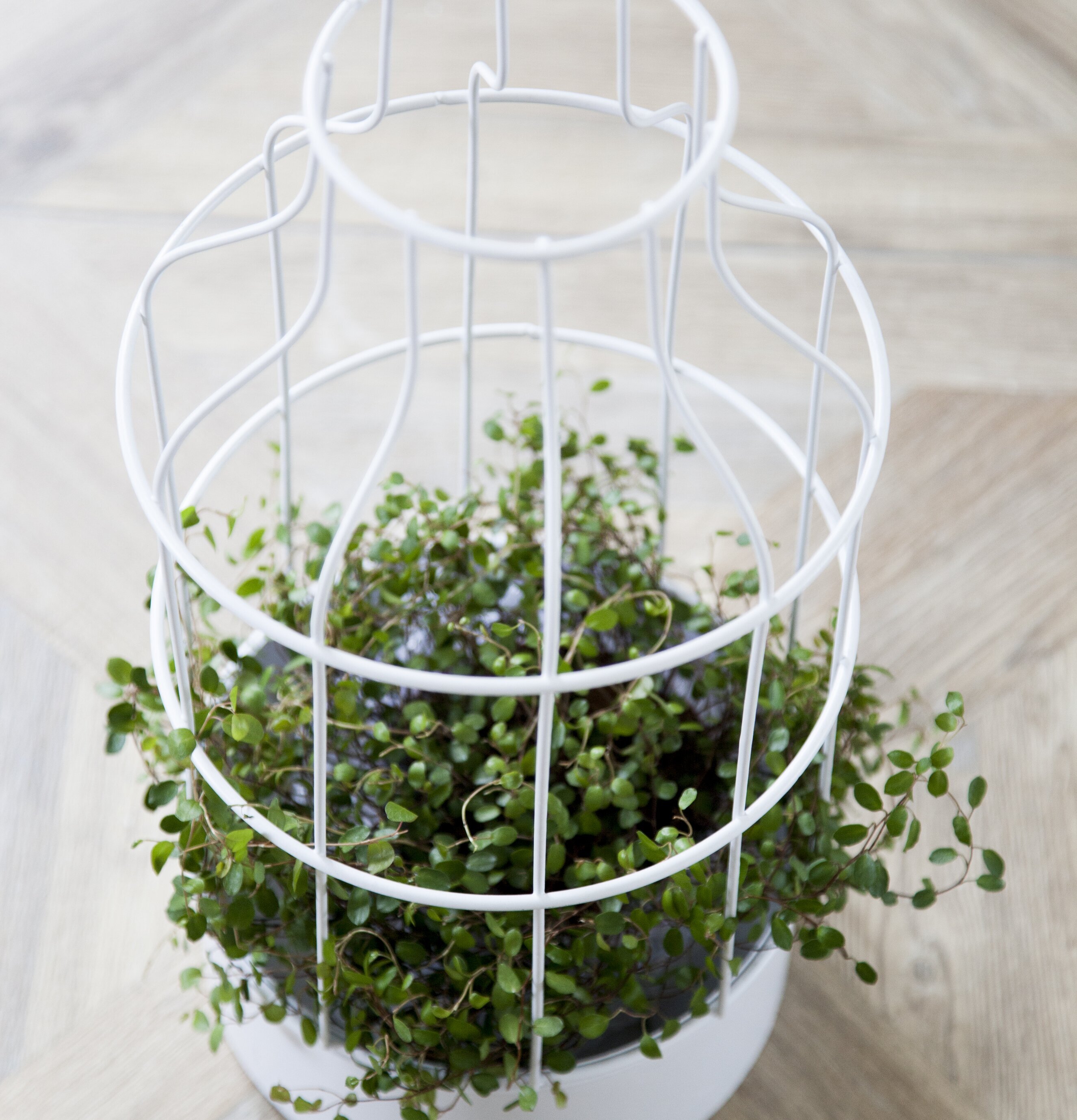 Hammarlöv Växthus/Lykta från Storefactory med grön växt