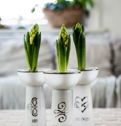 Hyacintvas från Majas Cottage på beiget bord med hyacinter