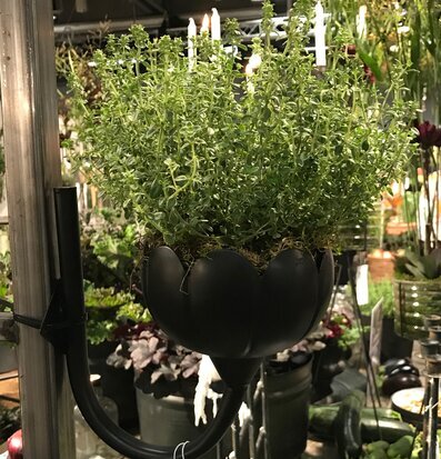 Väggljusstake Järnblomma Svart från I AM Interior i grön miljö