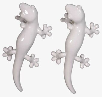 Knopp Gecko Vit från The Zoo, två exemplar på neutral bakgrund