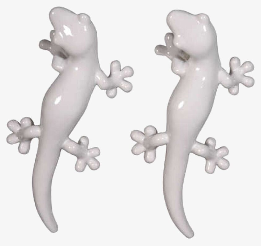 Knopp Gecko Vit från The Zoo, två exemplar på neutral bakgrund