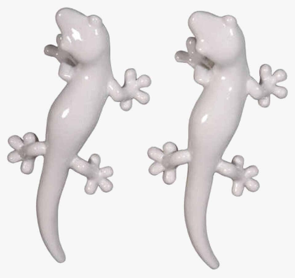 Knopp Gecko Vit från The Zoo, två exemplar på neutral bakgrund