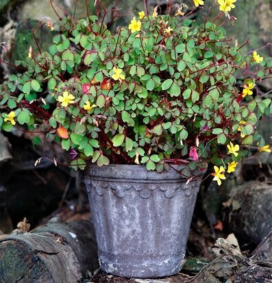Blomkruka Copenhagen Grey från Bergs Potter med växter