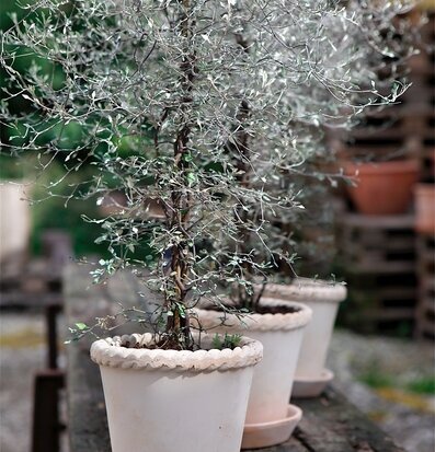 Blomkruka Emilia Rose från Bergs Potter på rustik träyta