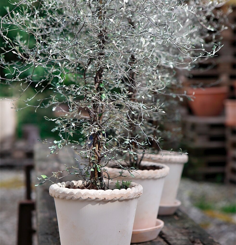 Blomkruka Emilia Rose från Bergs Potter på rustik träyta