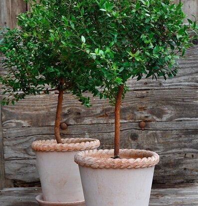 Blomkruka Emilia Rose från Bergs Potter i terrakotta