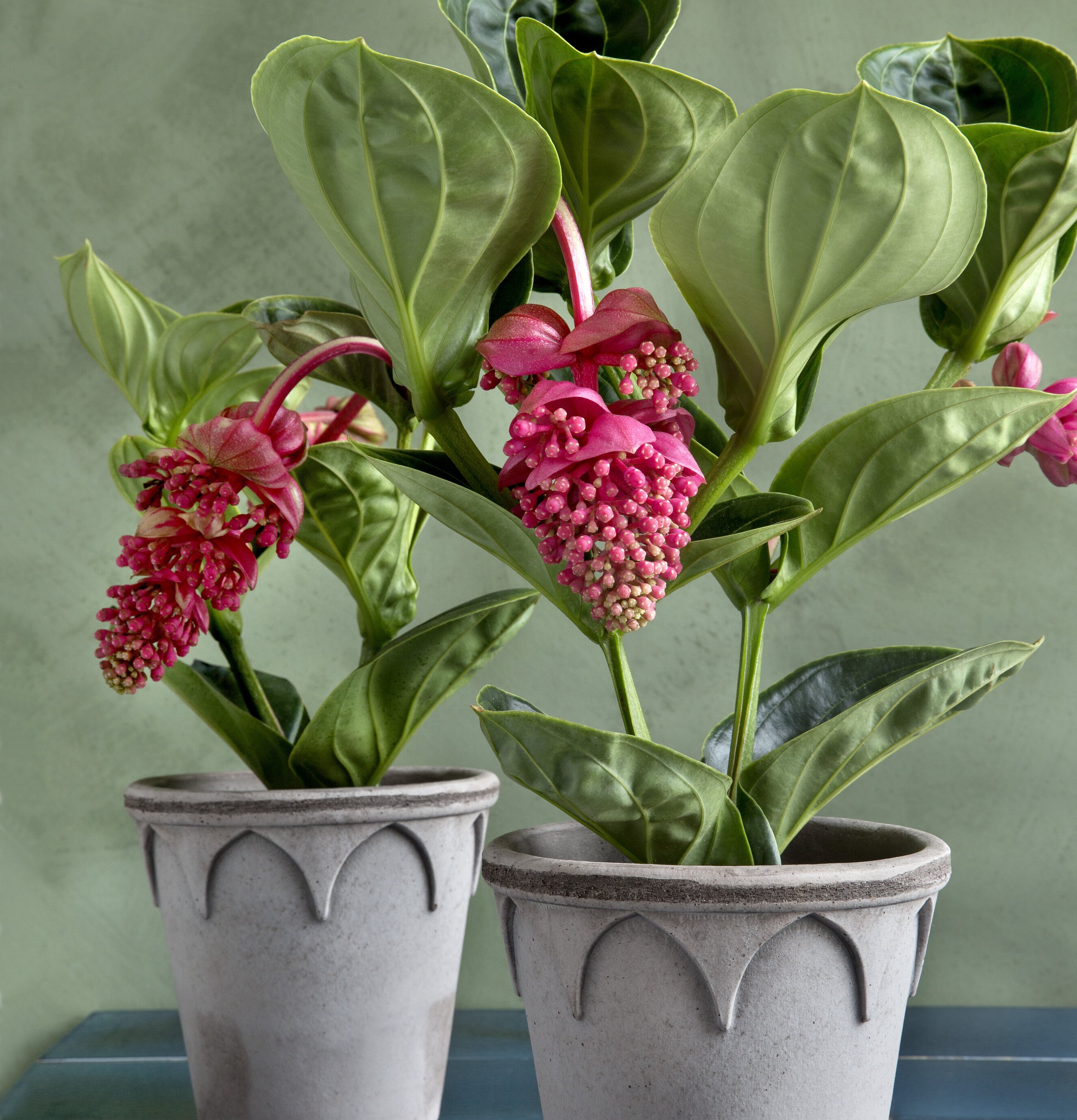 Blomkruka Elizabeth Grey från Bergs Potter på blå kakelyta