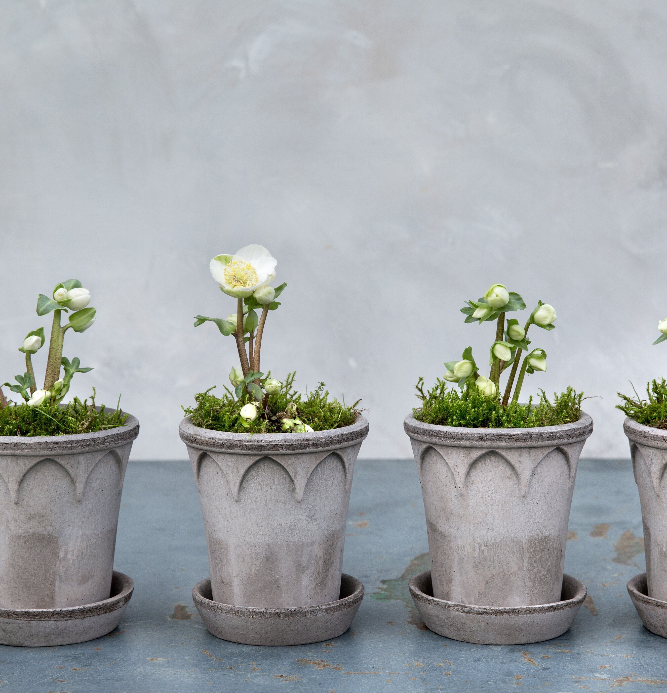 Blomkruka Elizabeth Grey från Bergs Potter i grått stengods