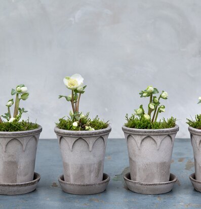 Blomkruka Elizabeth Grey från Bergs Potter i grått stengods