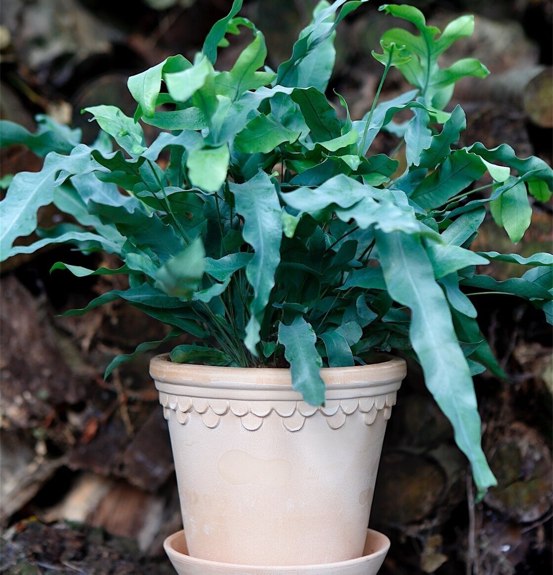 Blomkruka Copenhagen Antique Light från Bergs Potter utomhus