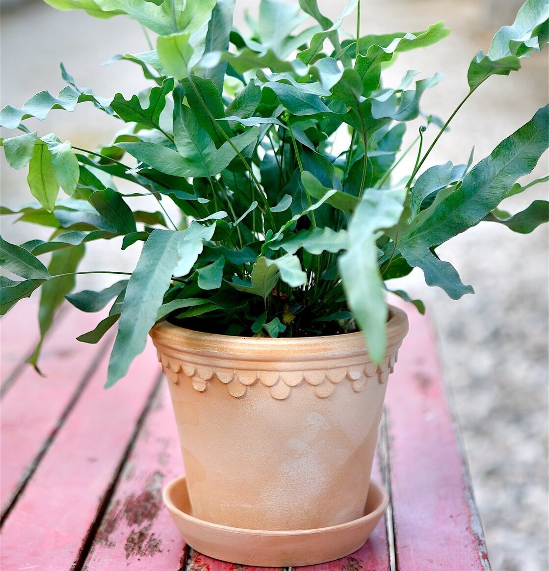 Blomkruka Copenhagen Antique Light från Bergs Potter utomhus