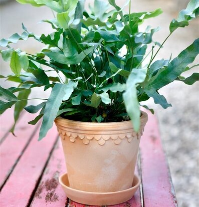 Blomkruka Copenhagen Antique Light från Bergs Potter utomhus