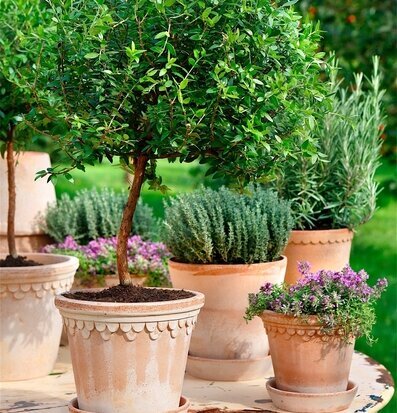 Blomkruka Copenhagen Antique Light från Bergs Potter utomhus