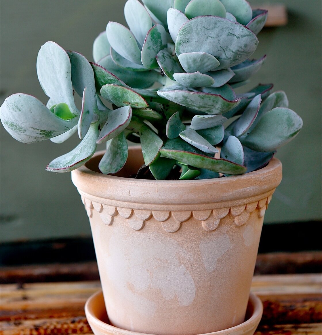 Blomkruka Copenhagen Antique Light från Bergs Potter på bänk