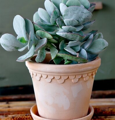 Blomkruka Copenhagen Antique Light från Bergs Potter på bänk