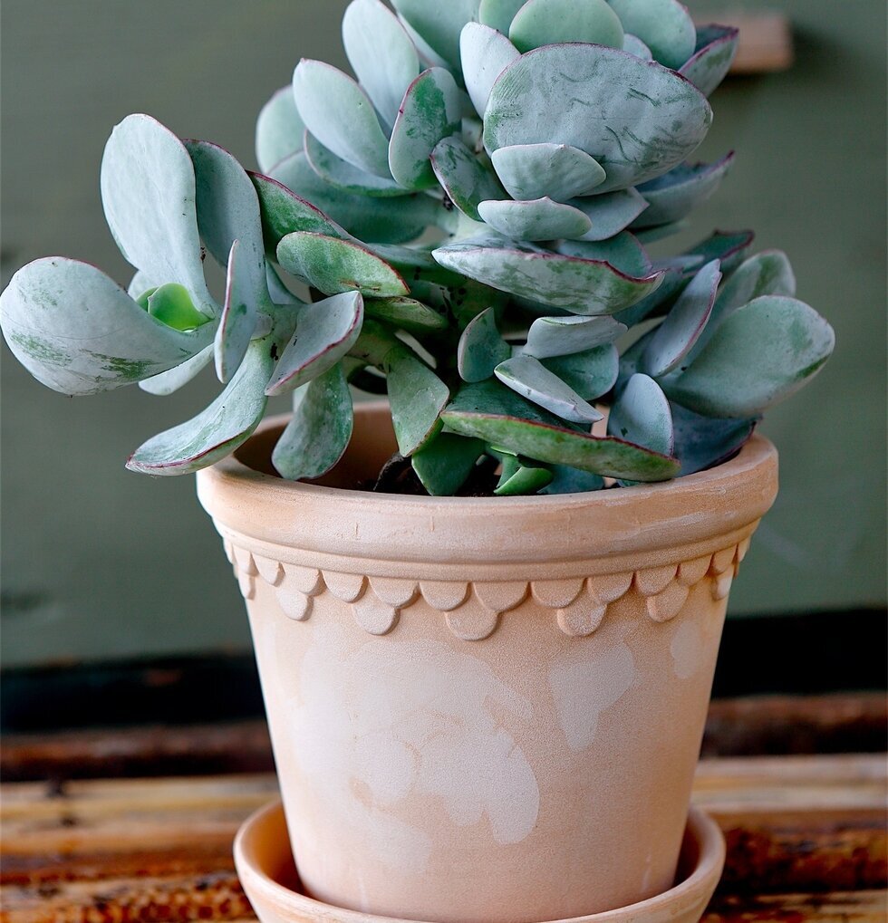 Blomkruka Copenhagen Antique Light från Bergs Potter på bänk