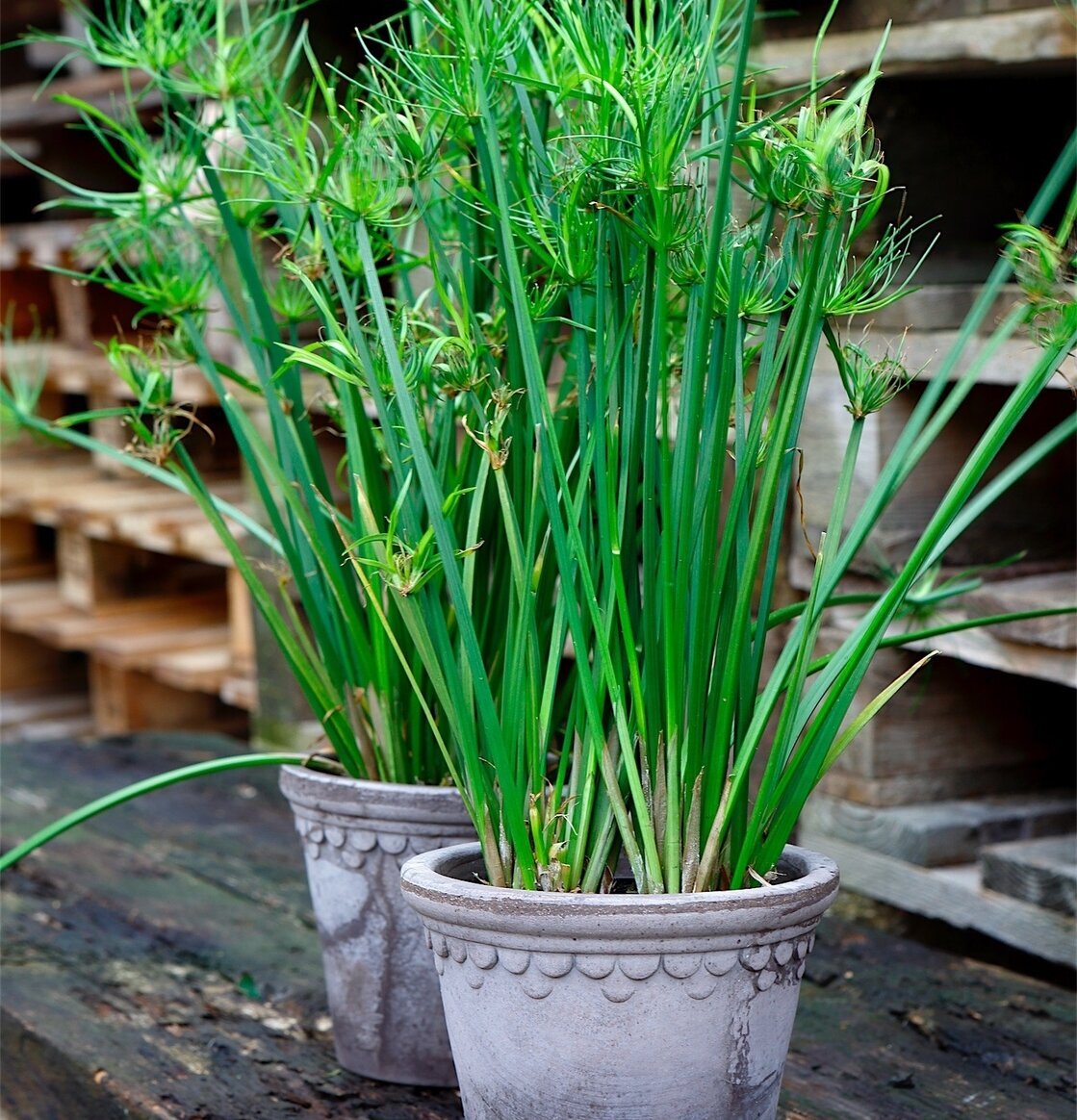 Blomkruka Copenhagen Grey från Bergs Potter på träyta