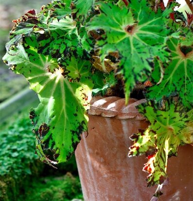 Blomkruka Emilia Rose från Bergs Potter med frodig växt