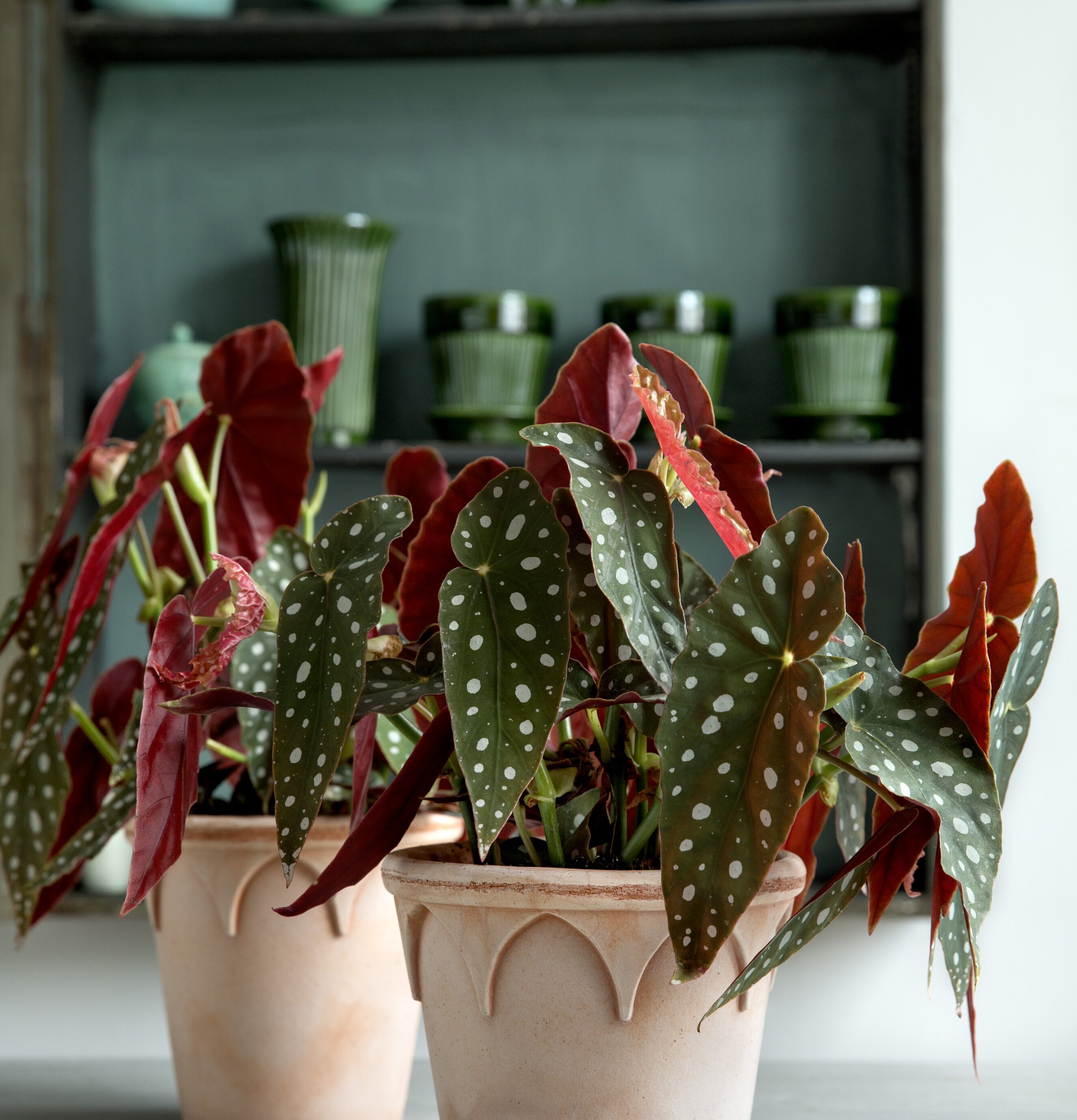 Blomkruka Elizabeth Rose från Bergs Potter med växter