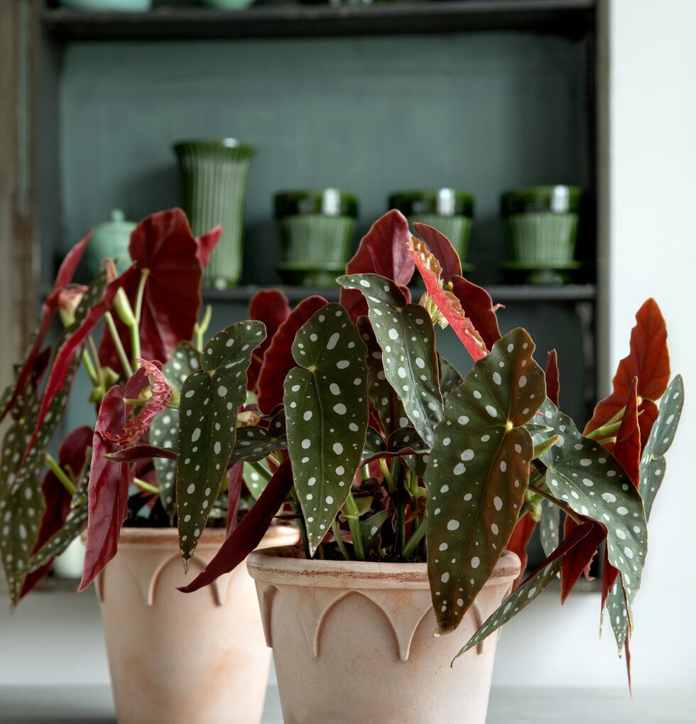 Blomkruka Elizabeth Rose från Bergs Potter med växter