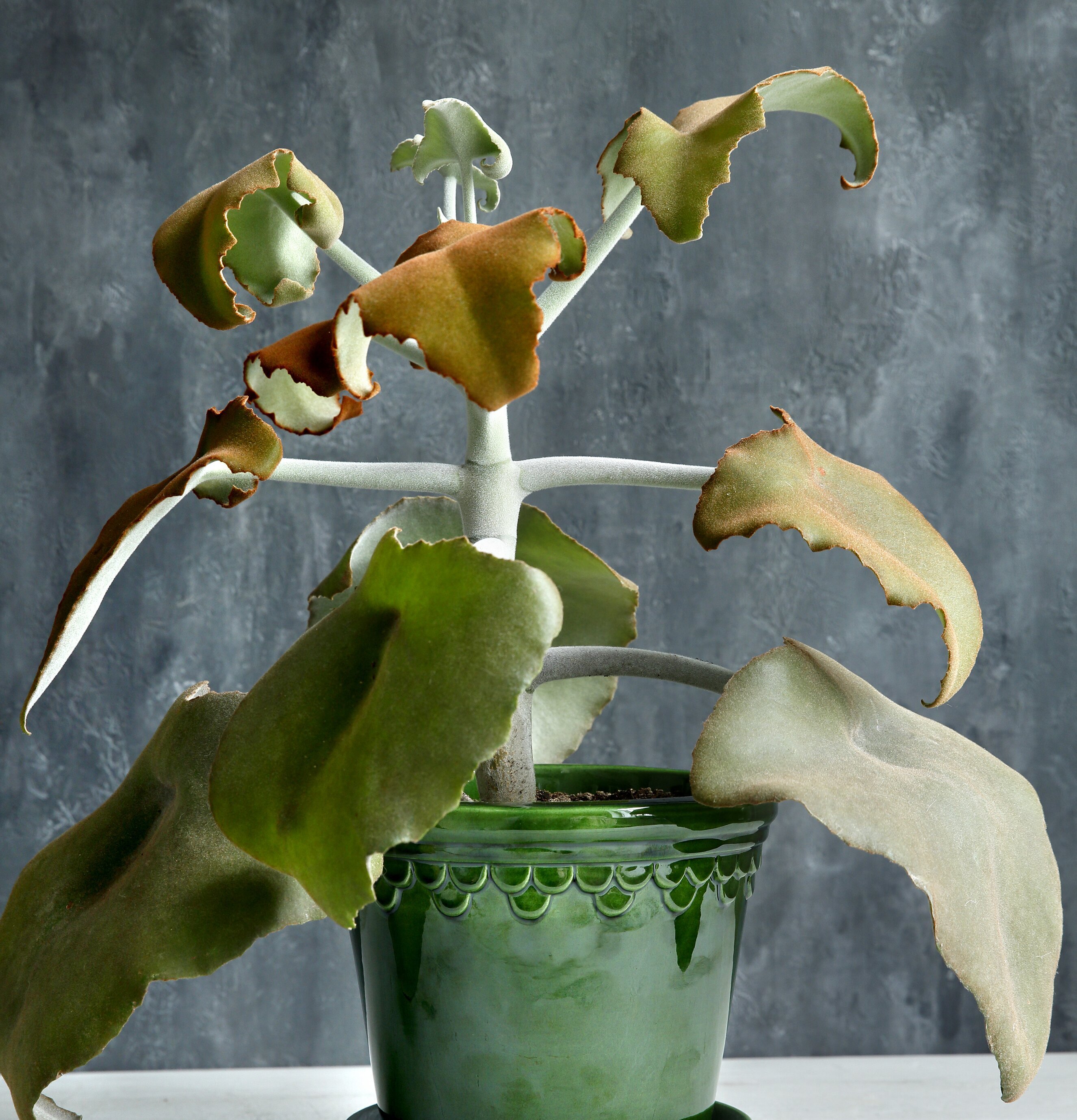 Copenhagen Green Emerald från Bergs Potter med flikig växt