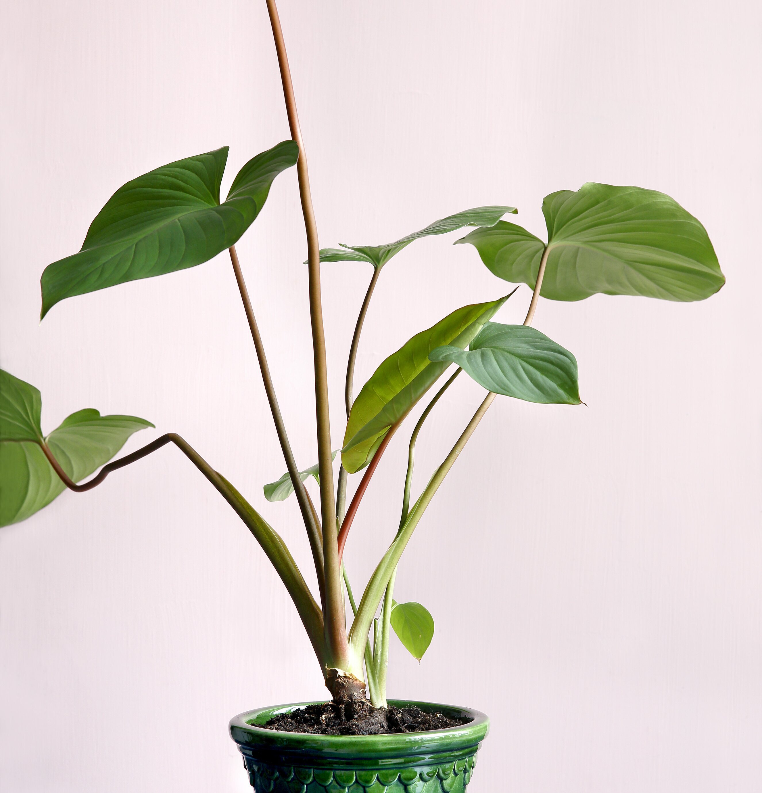 Copenhagen Green Emerald från Bergs Potter med frodig växt