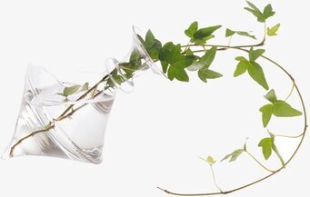 Glasvas Olivia från Affari med grön växt på vit bakgrund