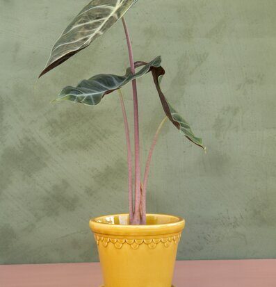 Copenhagen Yellow Amber från Bergs Potter på rosa yta