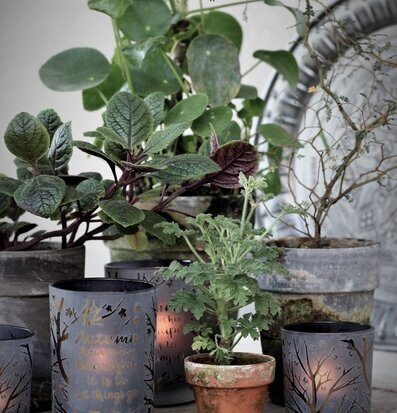 Bild av harmonisk inredning med växter och ljuslyktor