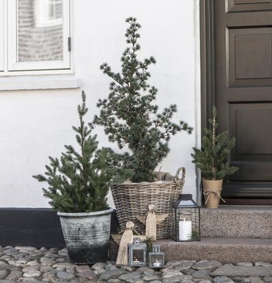 Granträd I Jutesäck från IB Laursen vid en inbjudande entré