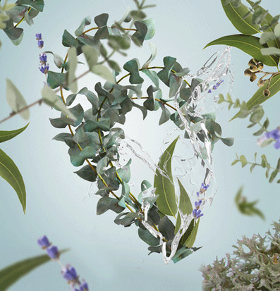 Fresh Eucalyptus - Maison Berger Paris med eukalyptusblad