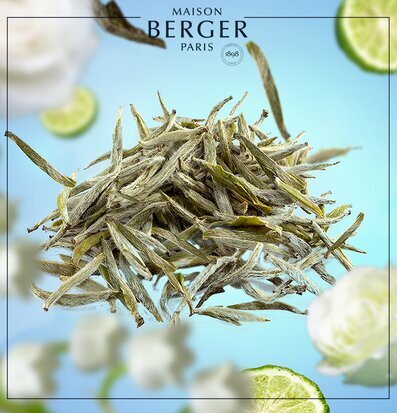 Pure White Tea - Maison Berger Paris med lime och blommor