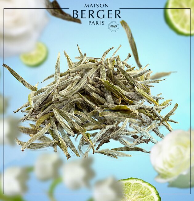 Pure White Tea - Maison Berger Paris med lime och blommor
