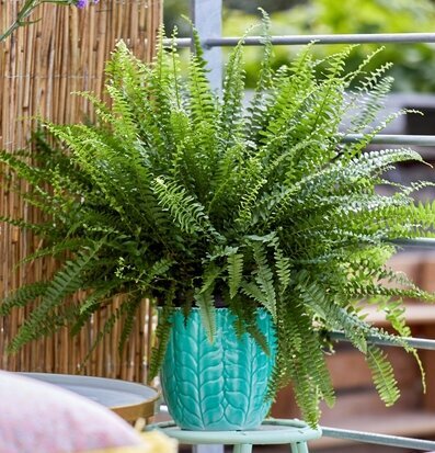 Blomkruka Green Large från Rice i frodig utomhusmiljö