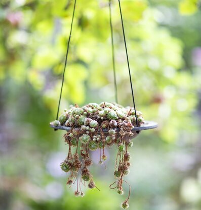 Fågelbad Gråsparv Mellan från Eldgarden i grönskande trädgård