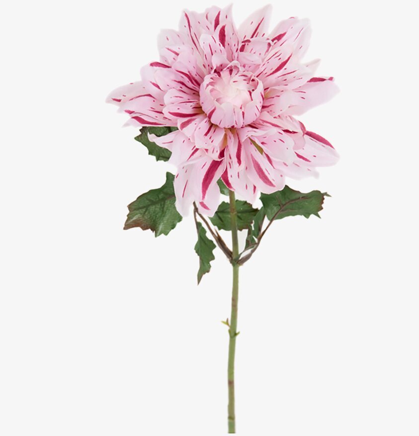 Dahlia Rosa 45 cm från Mr Plant med detaljerade kronblad