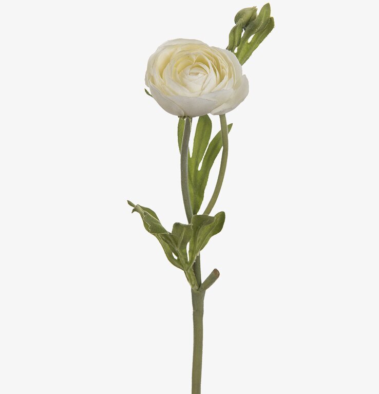 Ranuncel Vit 34 cm från Mr Plant med vit bakgrund