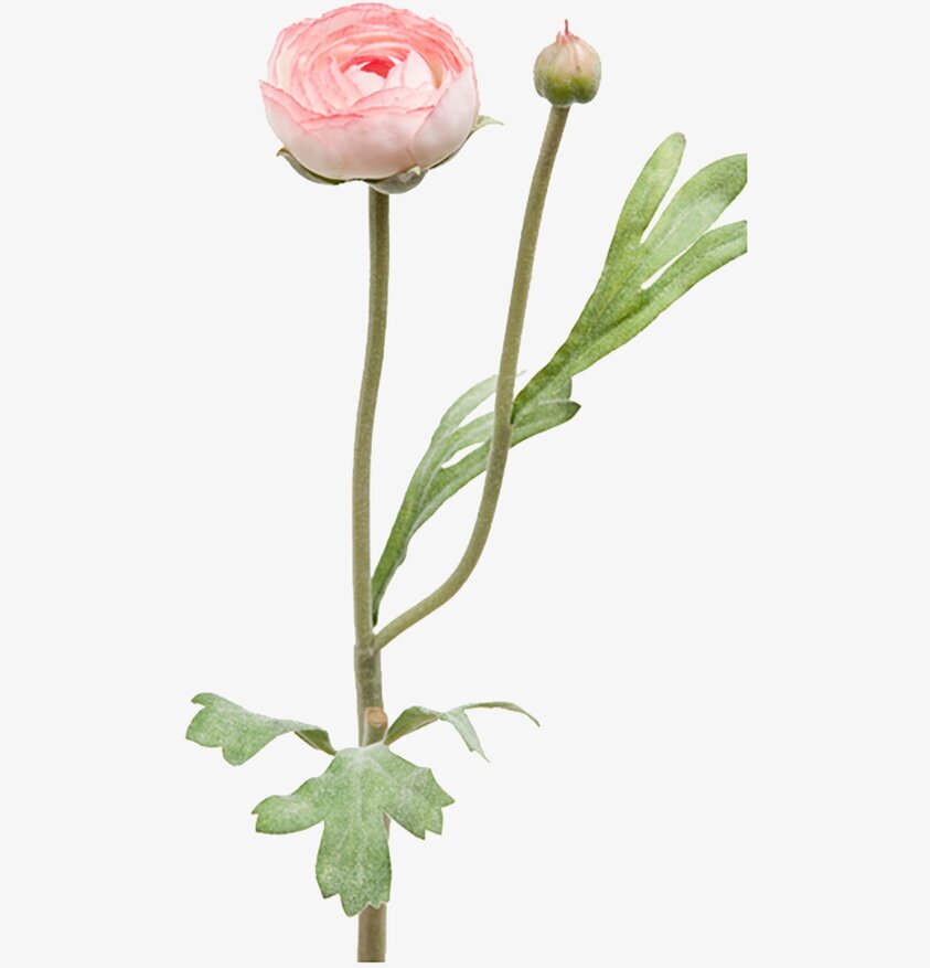 Ranuncel Rosa 34 cm - 5 pack från Mr Plant i närbild