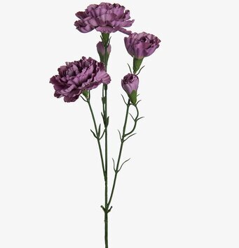 Elegance Nejlika Lila - 3-pack från Mr Plant i lila nyanser