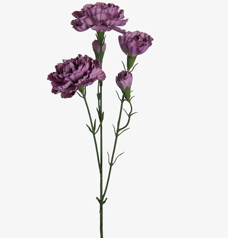 Elegance Nejlika Lila - 3-pack från Mr Plant i lila nyanser