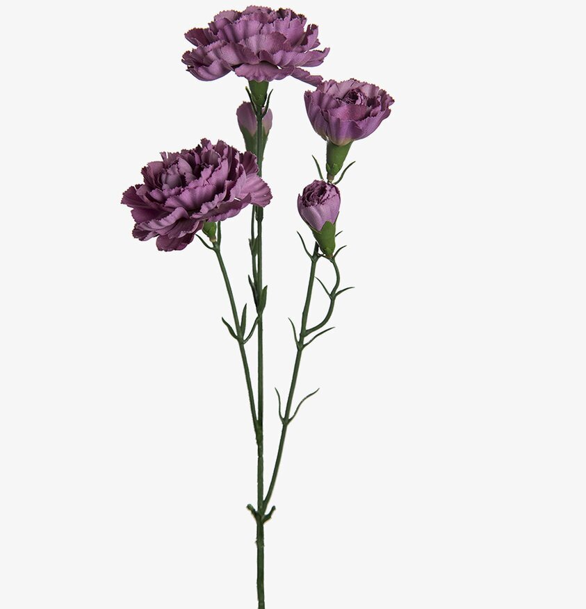 Elegance Nejlika Lila - 3-pack från Mr Plant i lila nyanser