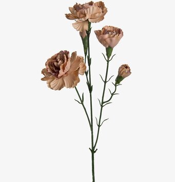 Elegance Nejlika - 5-pack från Mr Plant med detaljrika blommor