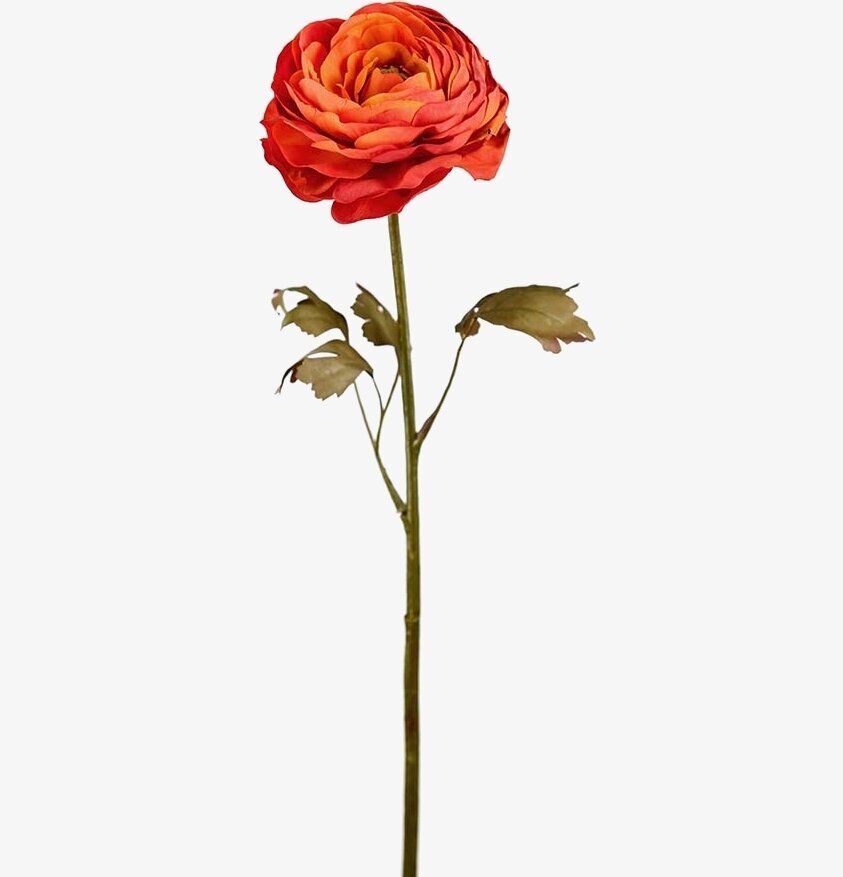 Ranuncel 60 cm - 3-pack från Mr Plant i livfull orange färg