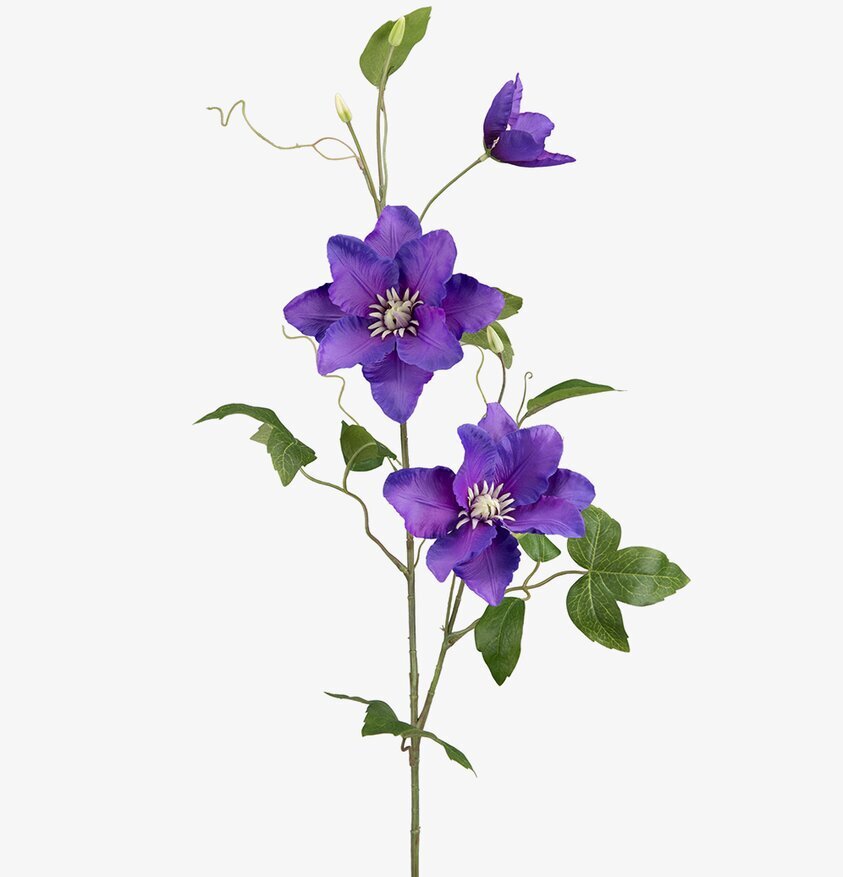 Clematis 85 cm - 3 pack från Mr Plant mot vit bakgrund