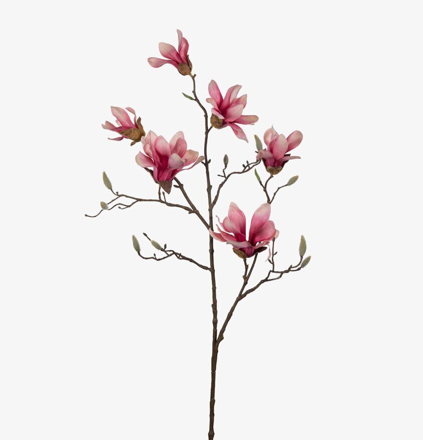 Magnolia 100 cm från Mr Plant med rosa blommor och knoppar