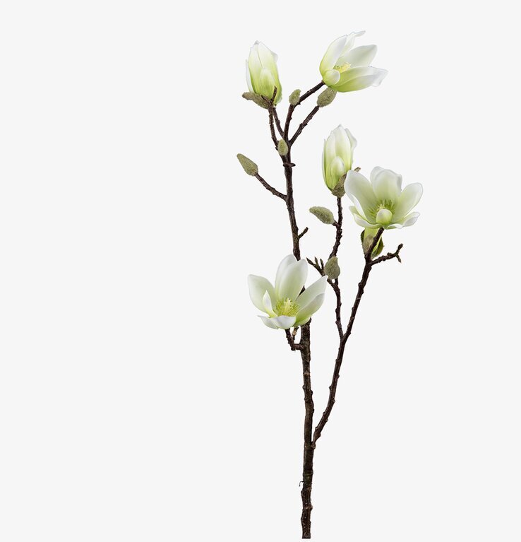 Magnolia 70 cm - 3-pack från Mr Plant i minimalistisk miljö