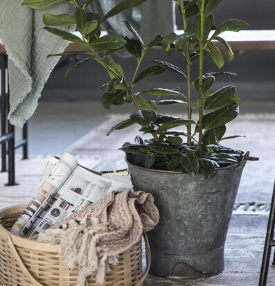 Järnhink Unika från IB Laursen som planter i hemtrevlig miljö