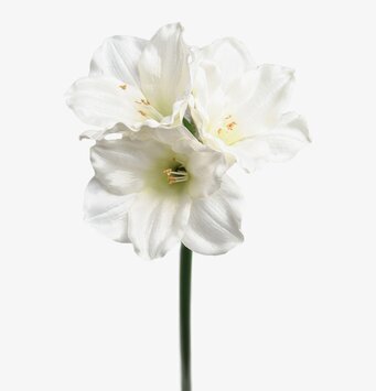 Amaryllis Vit från Mr Plant med vita blommor och grön stjälk