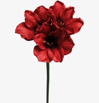 Amaryllis Röd från Mr Plant med tre djupröda blommor